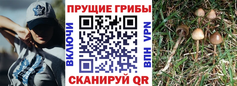 сколько стоит  Павловская  Псилоцибиновые грибы ЛСД 